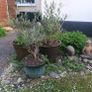 three olive trees two years old, includes pots. Image 2