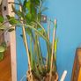 Zamioculcas 90cm Image 2