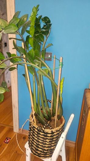 Zamioculcas 90cm