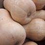 Squash Butternut "Winter Hunter" Seeds Image 2