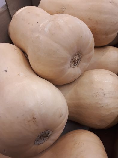 Squash Butternut "Winter Hunter" Seeds
