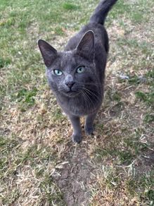 Found Cat Dublin 24