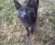 Found Cat Dublin 24