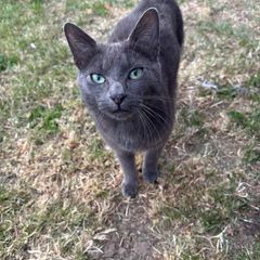 Found Cat Dublin 24
