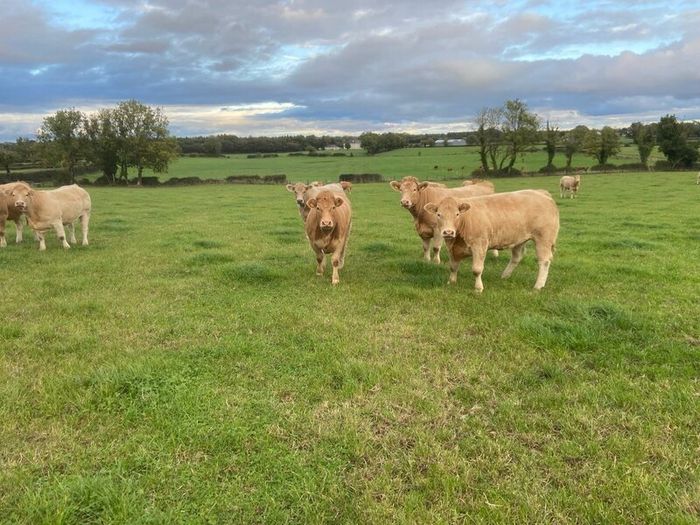 Cattle