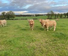 Cattle