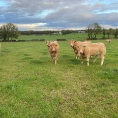 Cattle