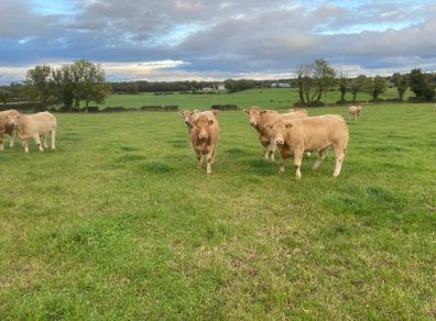 Cattle