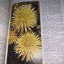 Reader's Digest Encyclopaedia of Garden Plants and Flowers Hardcover - 1993 Image 9