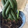 plant African spear Image 3
