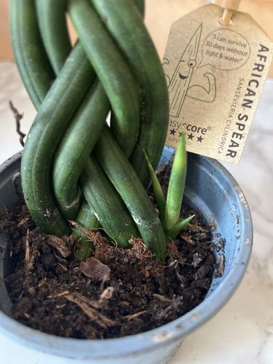 plant African spear