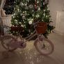 Banwood Bike Image 2
