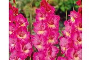 7 x Gladiolus bulbs Windsong