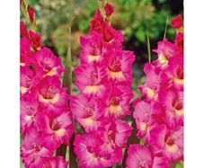 7 x Gladiolus bulbs Windsong