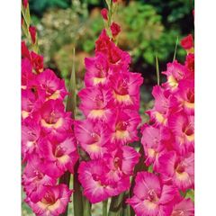 7 x Gladiolus bulbs Windsong