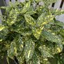 Aucuba japonica Plant with a pot Image 4