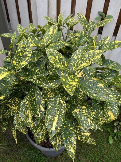 Aucuba japonica Plant with a pot