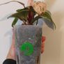 No.2 Philodendron Red Congo Dwarf Image 7