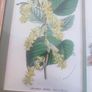 Framed double Botanical Print of  flowers still life. Image 6