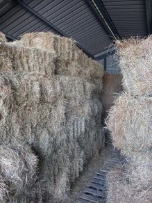 Hay - Small Square Bales