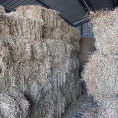 Hay - Small Square Bales