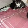 kittens Image 6