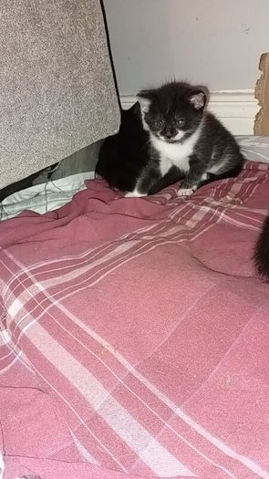 kittens