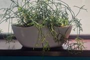 Rhipsalis heteroclada  flowers