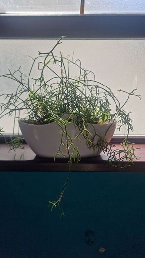 Rhipsalis heteroclada  flowers