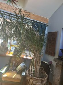 house plant