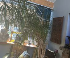 house plant
