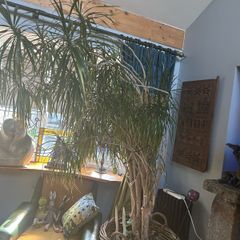 house plant