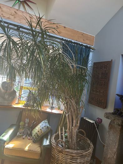 house plant