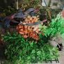 Fish tank full set up Image 6
