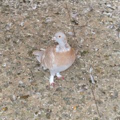 birds