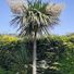 Chemist Tree