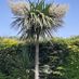 Chemist Tree