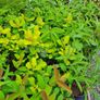 Large Evergreen Flowering Shrubs Image 8