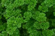 (P) Parsley Astra seeds 2g / Plant November / Curly parsley (210510)