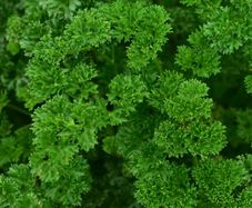(P) Parsley Astra seeds 2g / Plant November / Curly parsley (210510)