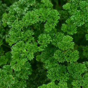 (P) Parsley Astra seeds 2g / Plant November / Curly parsley (210510)