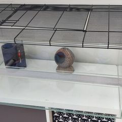 Large glass cage for gerbils, mouse/ mice, rats or other rodents