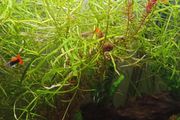 aquarium plant (pogostemon stellatus octopus)