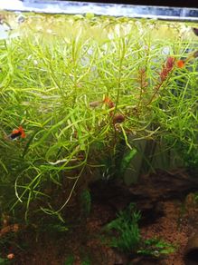 aquarium plant (pogostemon stellatus octopus)