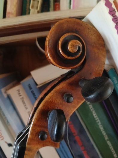 15 inch Viola