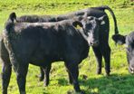 bulls