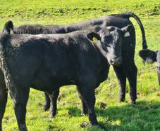 bulls