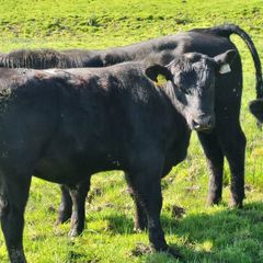 bulls