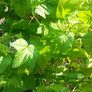 plants Image 5