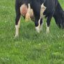 First calved dairy heifers Image 4